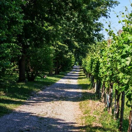 strada del vino bardolino